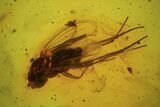 Fossil Fly (Diptera) In Baltic Amber #90871-2